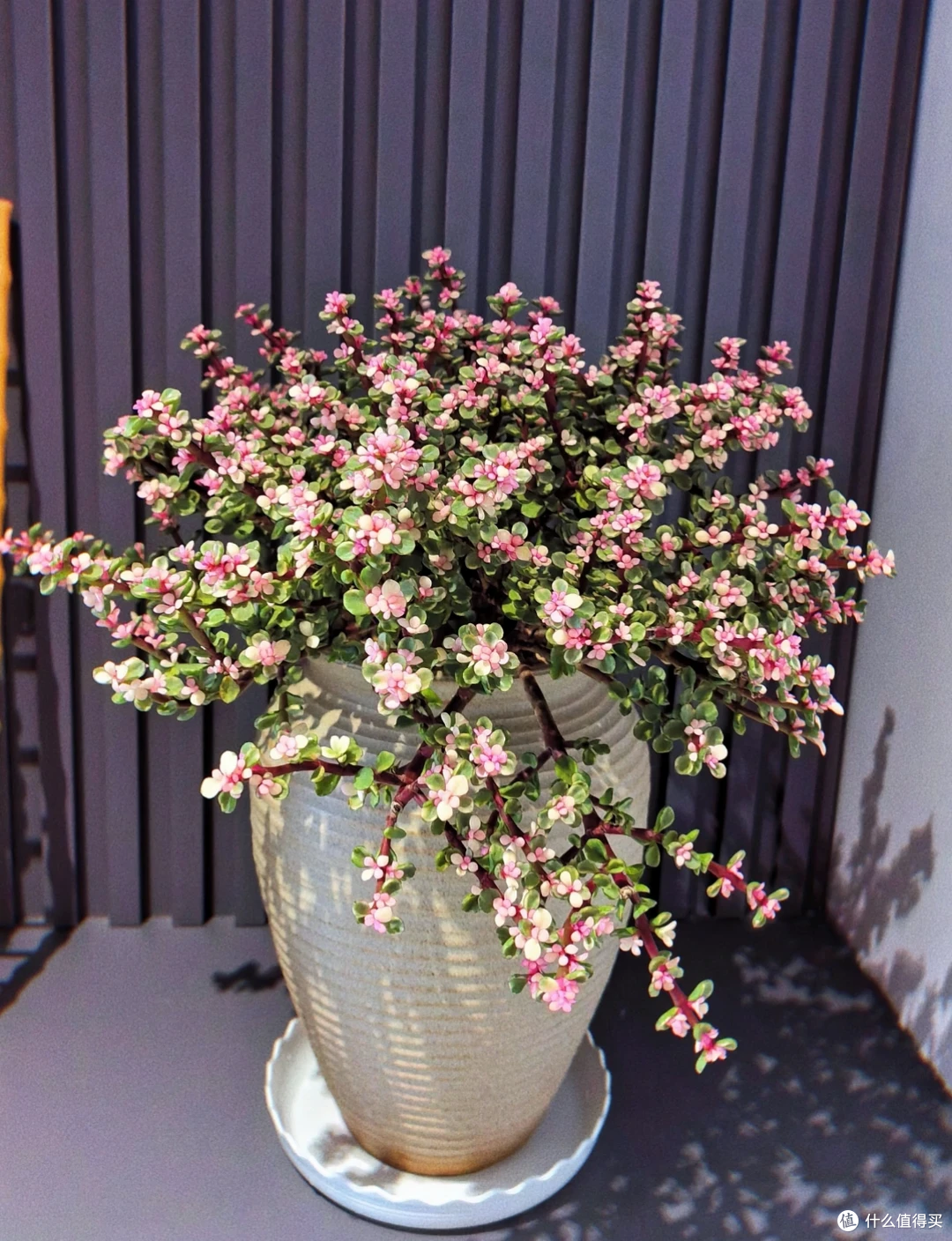 出伏后,这10种花别手软,直接“剃光头”,秋天爆花,多到压弯枝