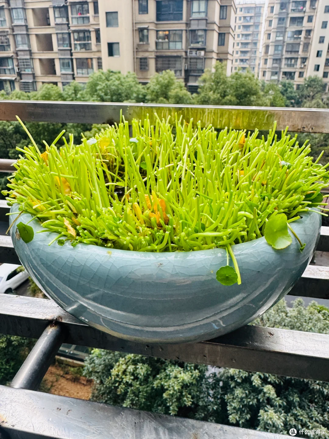 出伏后,这10种花别手软,直接“剃光头”,秋天爆花,多到压弯枝