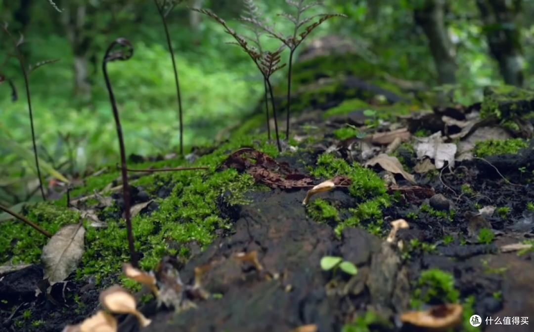 舒霖三态平衡因子斩获金植奖:傣医药智慧赋能国产头皮植萃原料
