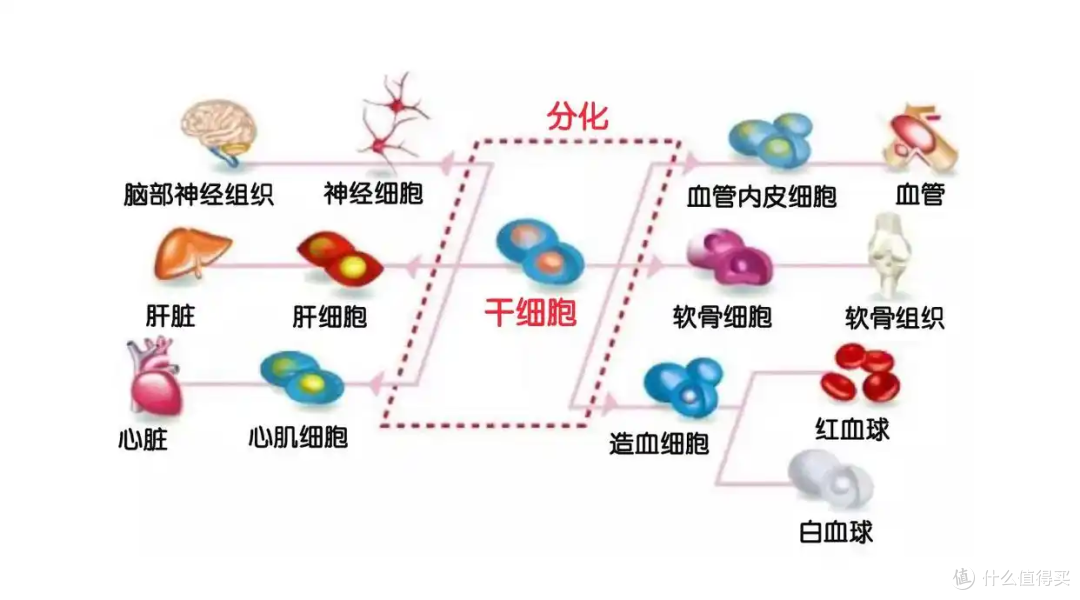 花5.9万元给妈妈白发转黑，结果要拔掉才有效！白发真能养黑吗？