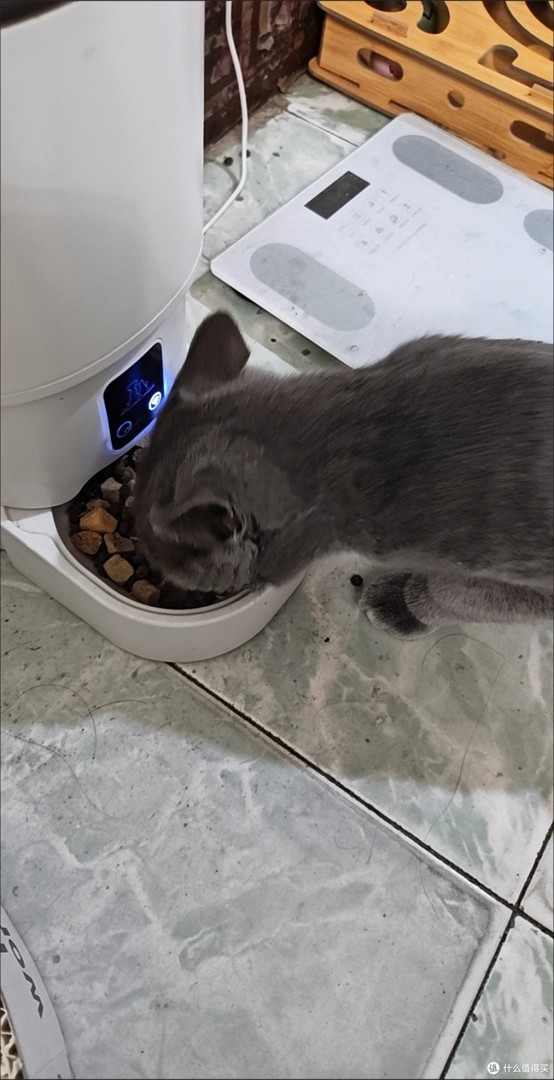 选猫粮四步法:配料营养品控适配