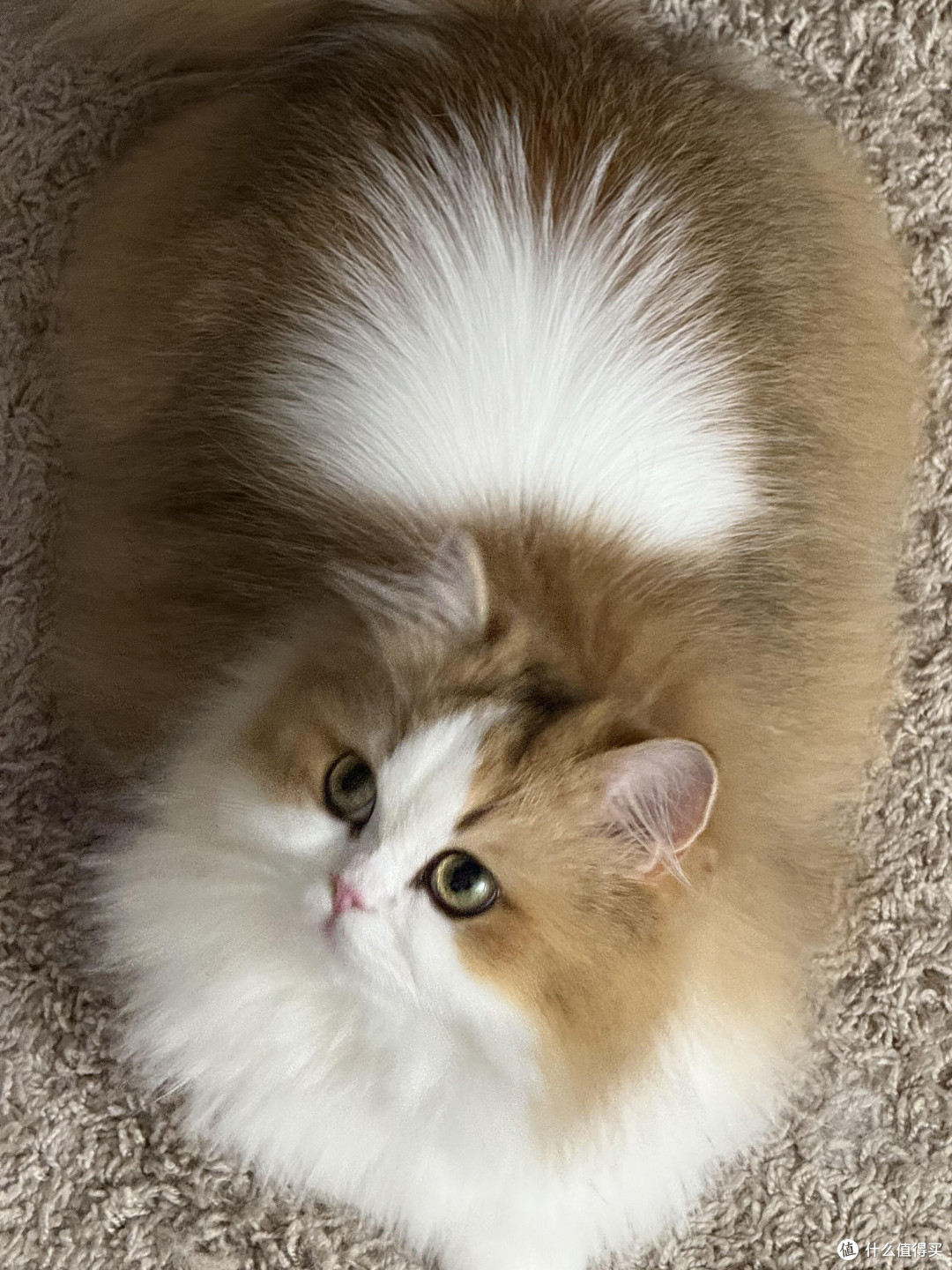 科学喂养猫咪的饮食结构