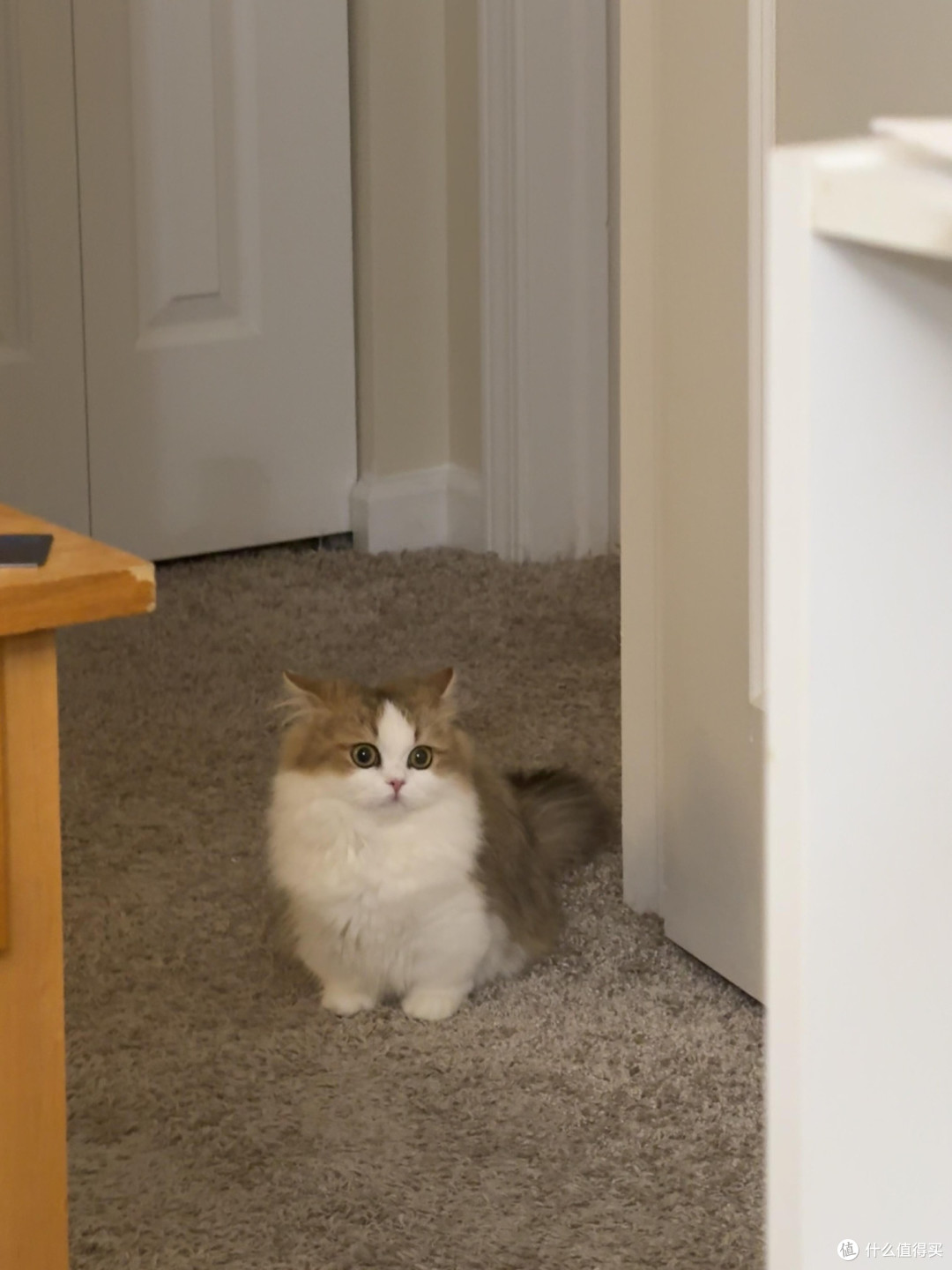 科学喂养猫咪的饮食结构