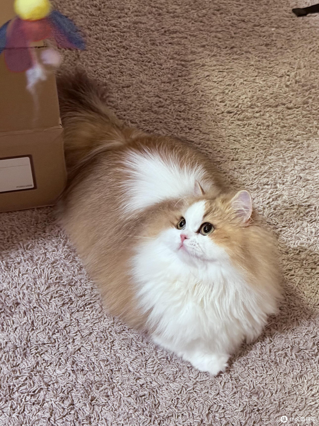 科学喂养猫咪的饮食结构