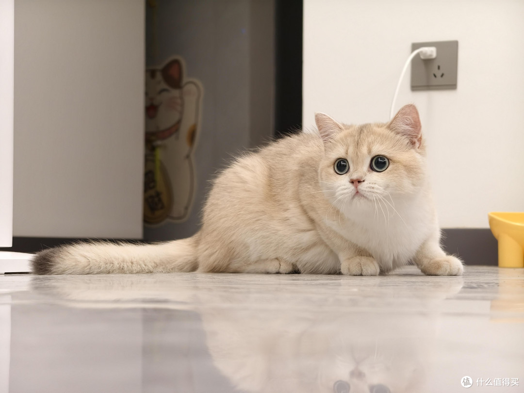 科学喂养猫咪的饮食逻辑