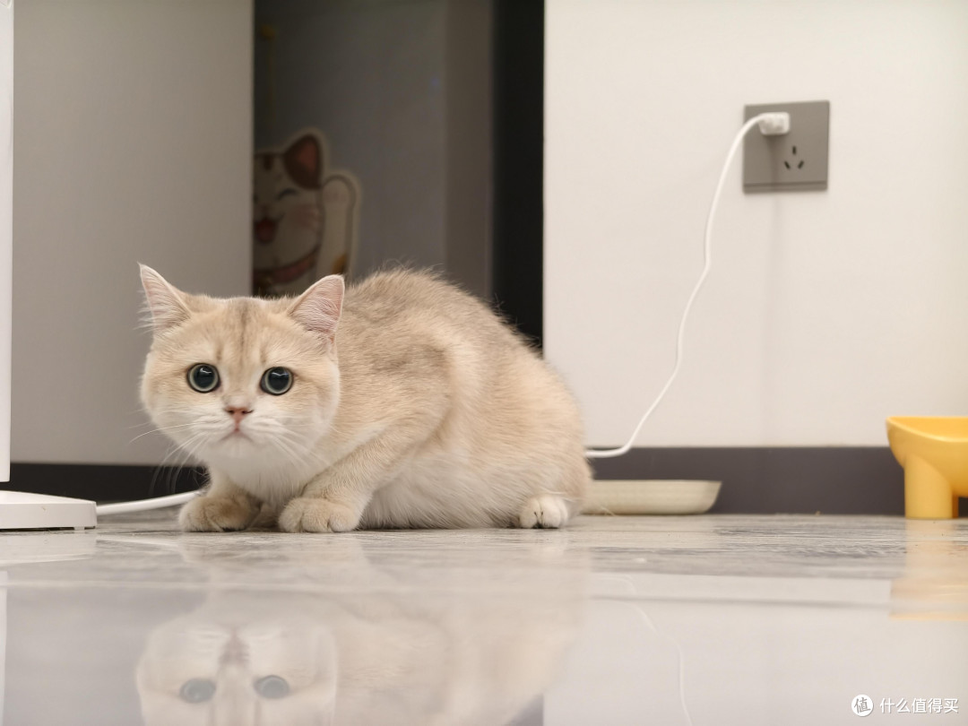 科学喂养猫咪的饮食逻辑