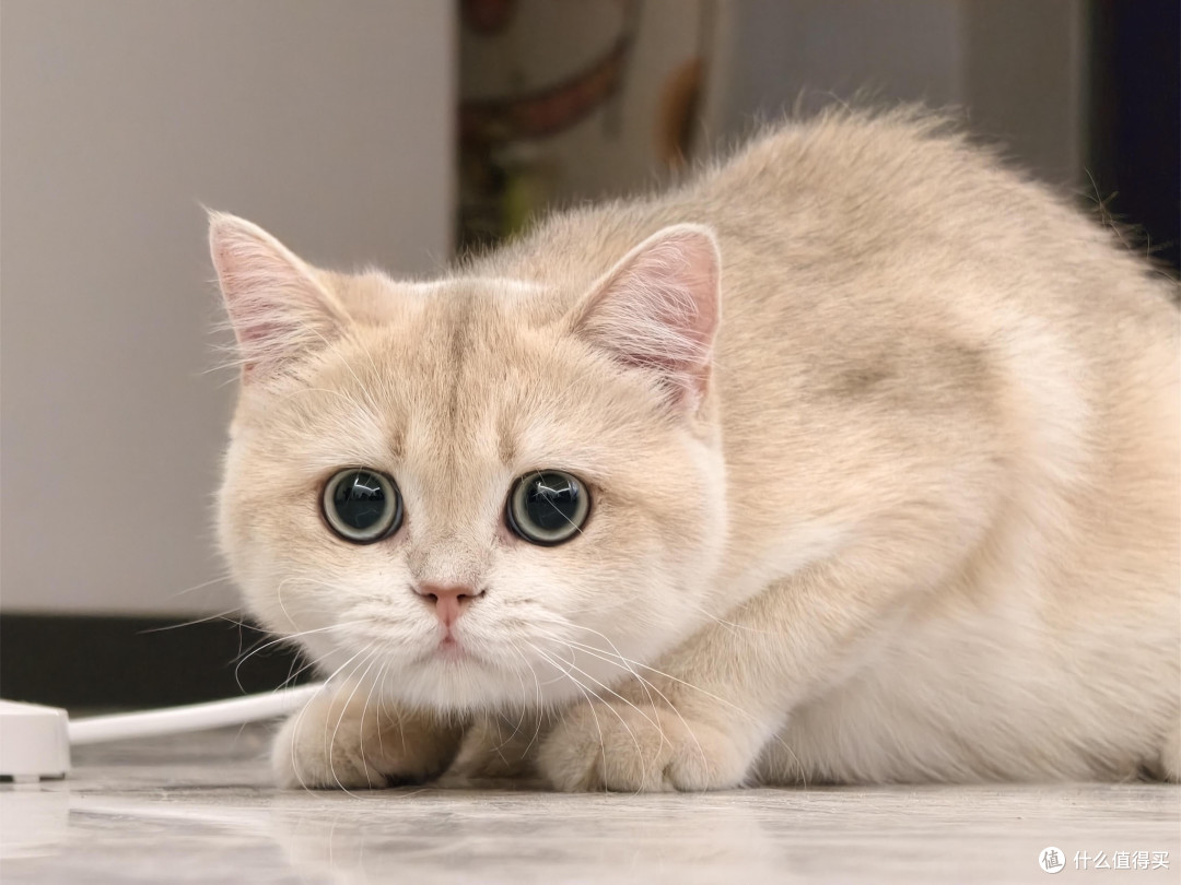 科学喂养猫咪的饮食逻辑