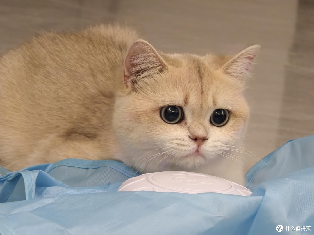 科学喂养猫咪的饮食逻辑