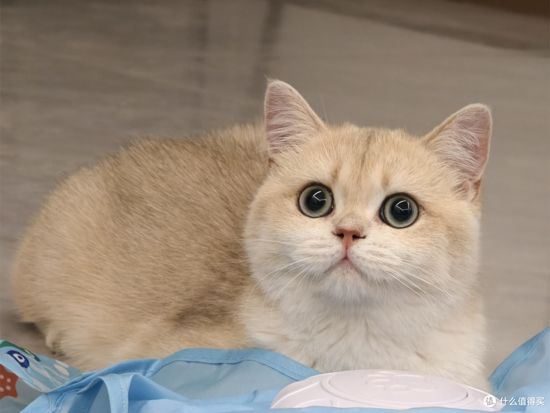 科学喂养猫咪的饮食逻辑