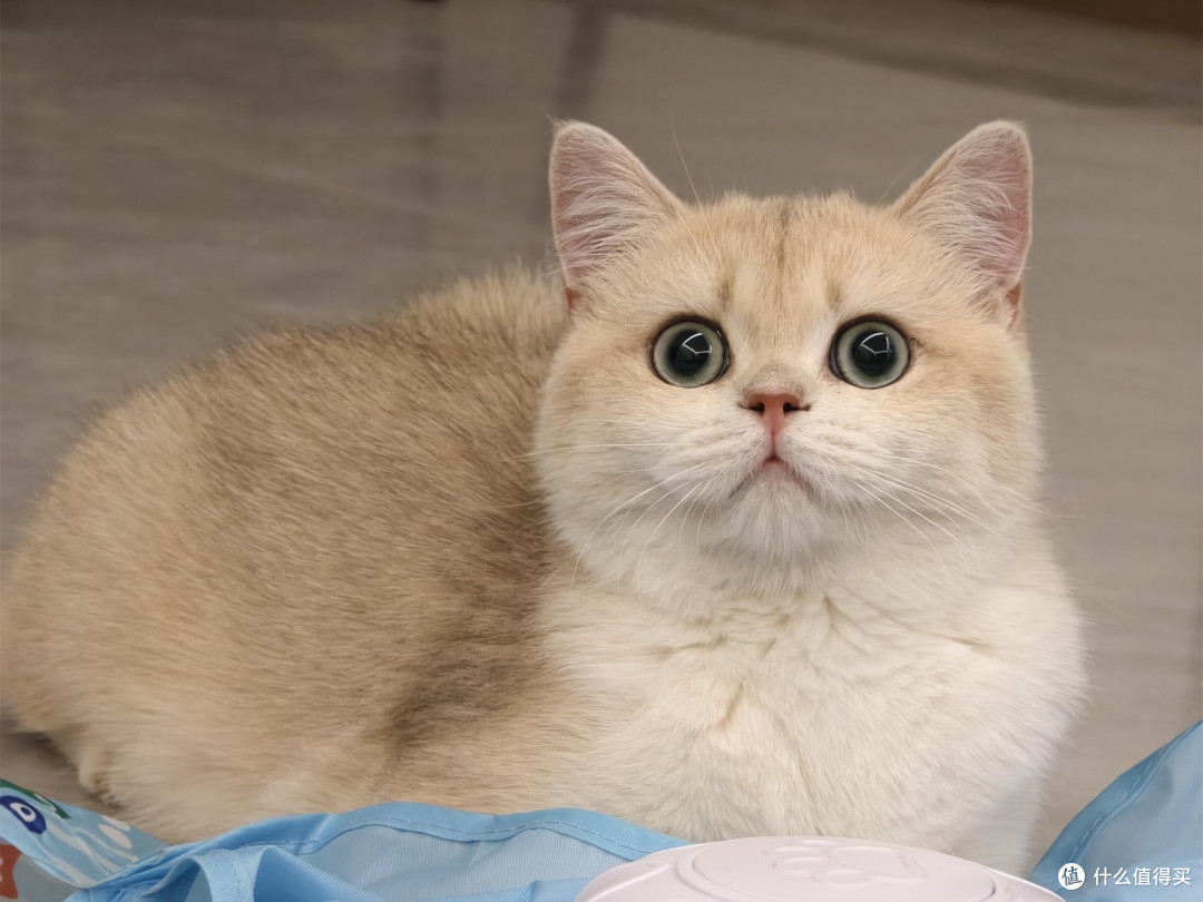 科学喂养猫咪的饮食逻辑