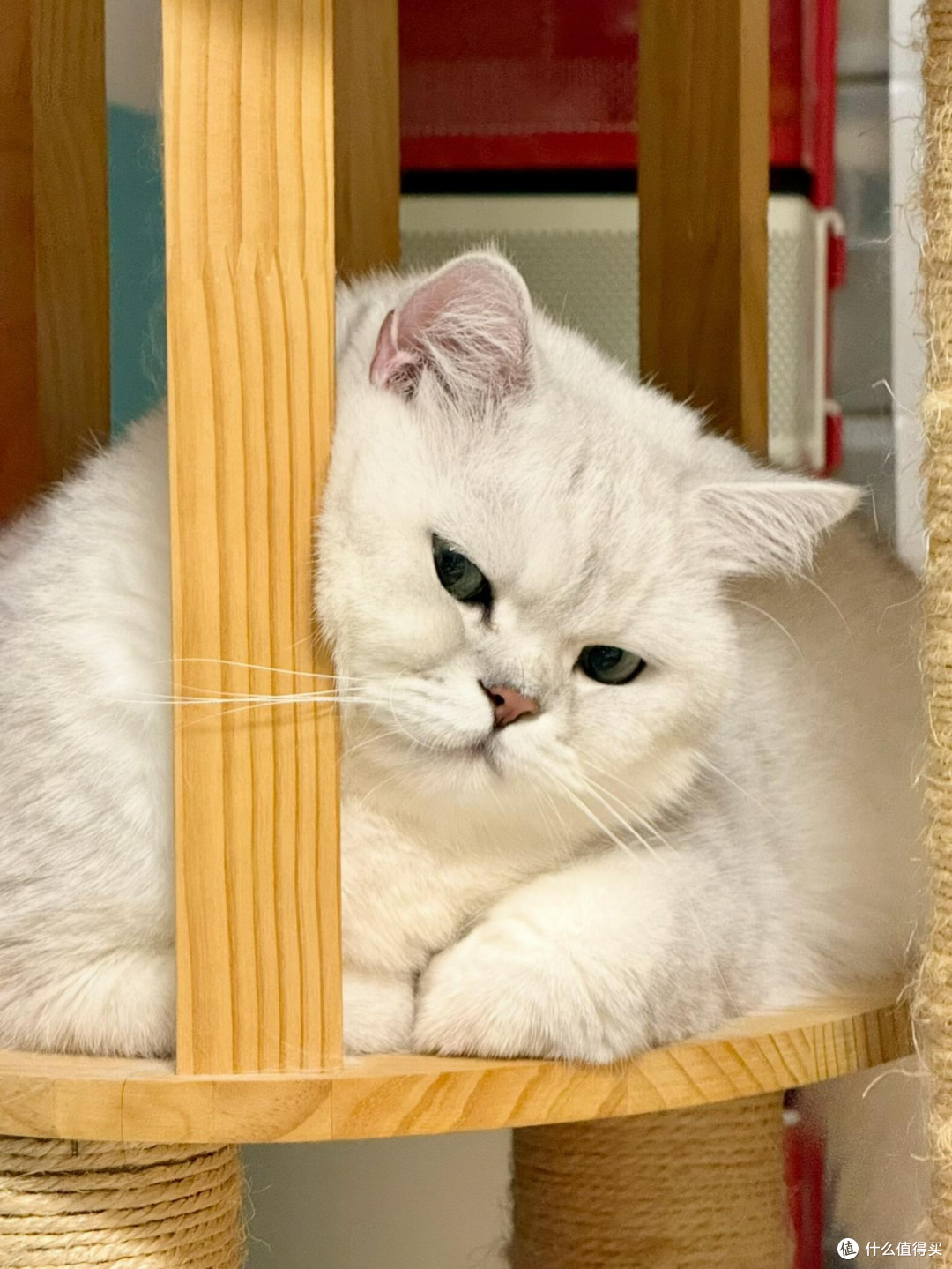 科学饮食管理守护猫咪健康