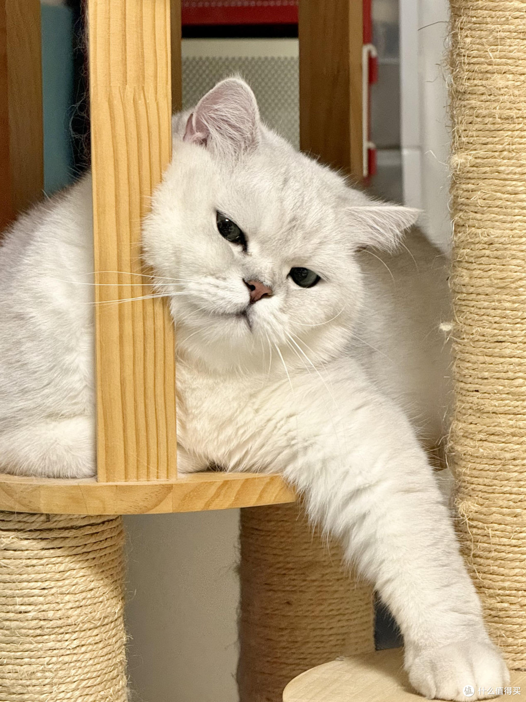 科学饮食管理守护猫咪健康