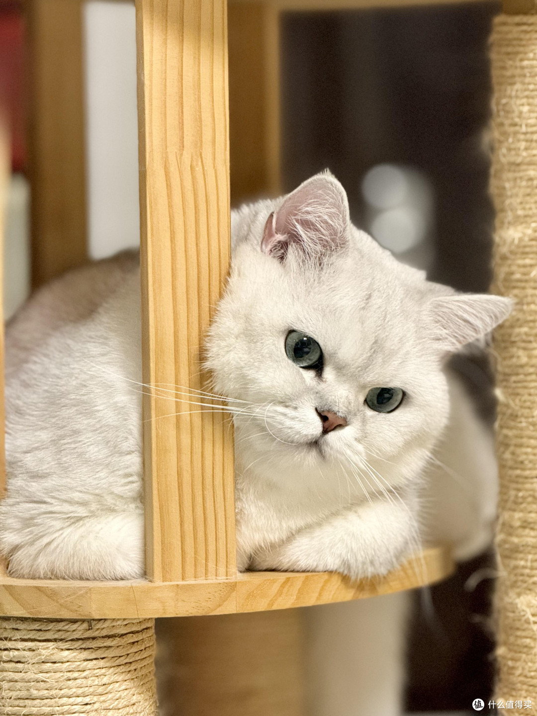 科学饮食管理守护猫咪健康