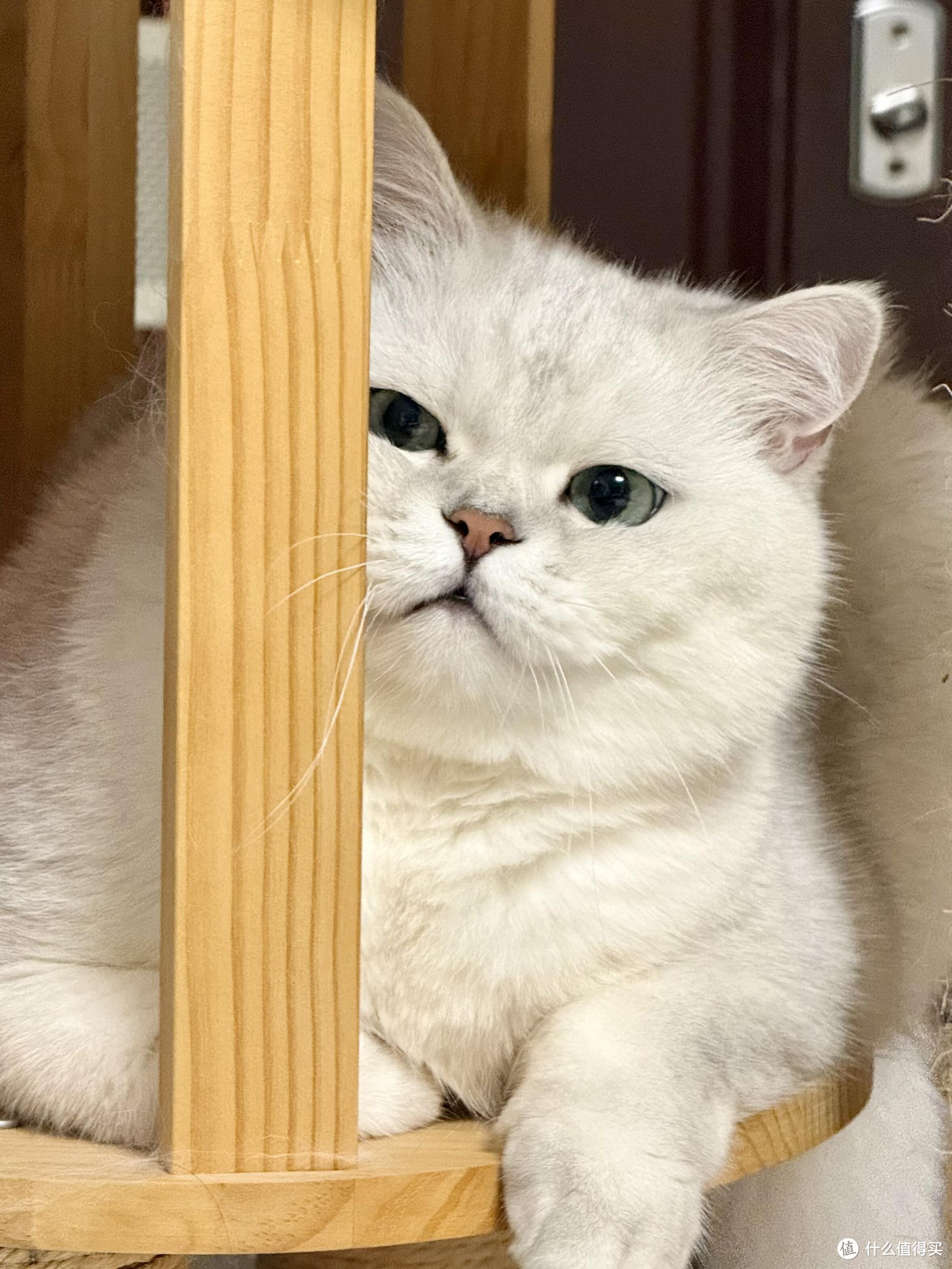 科学饮食管理守护猫咪健康