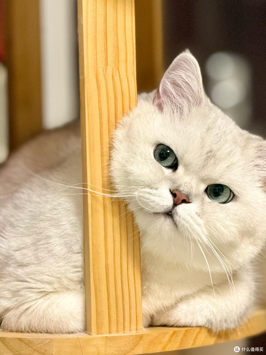 科学饮食管理守护猫咪健康