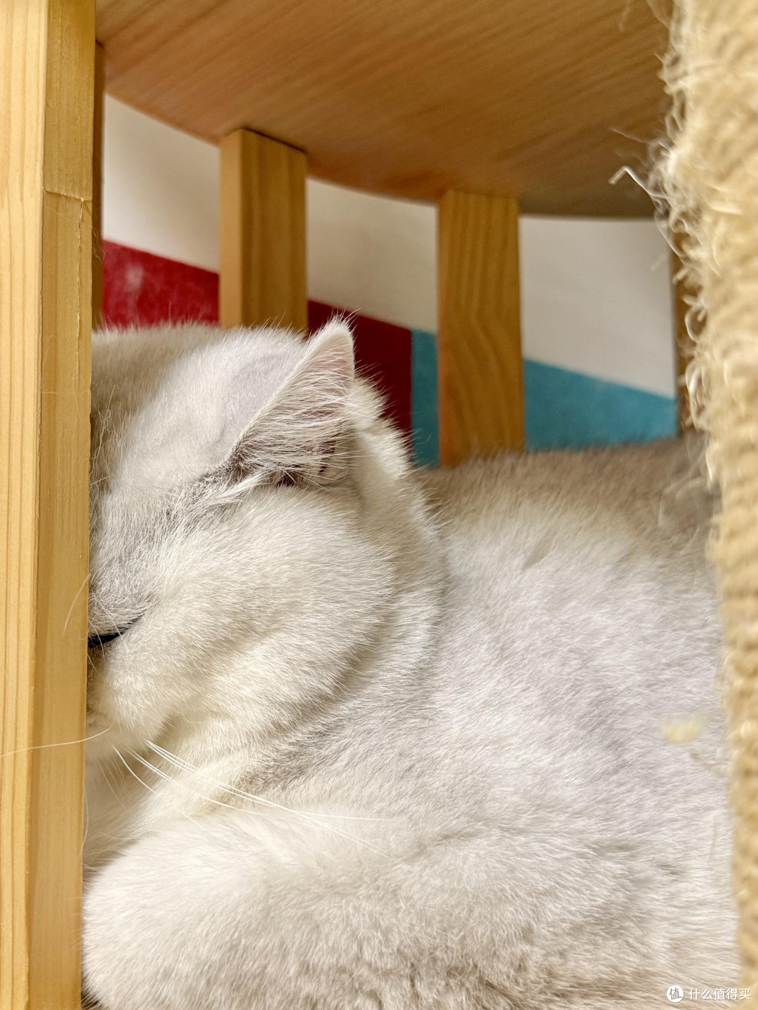 科学饮食管理守护猫咪健康