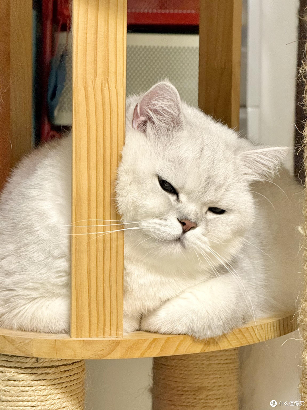 科学饮食管理守护猫咪健康