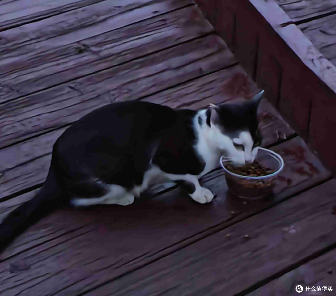 养了只奶牛猫，我怀疑自己养了个二哈
