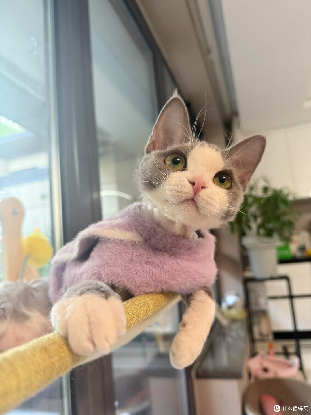 科学喂养守护猫咪健康