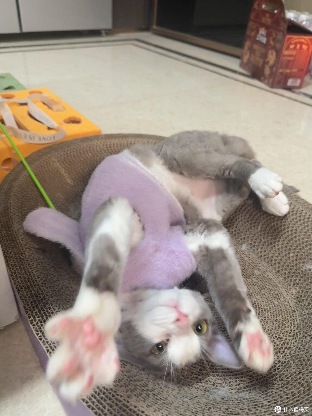科学喂养守护猫咪健康