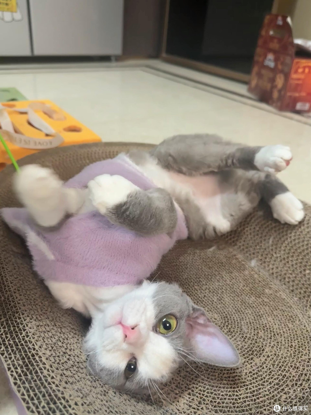 科学喂养守护猫咪健康
