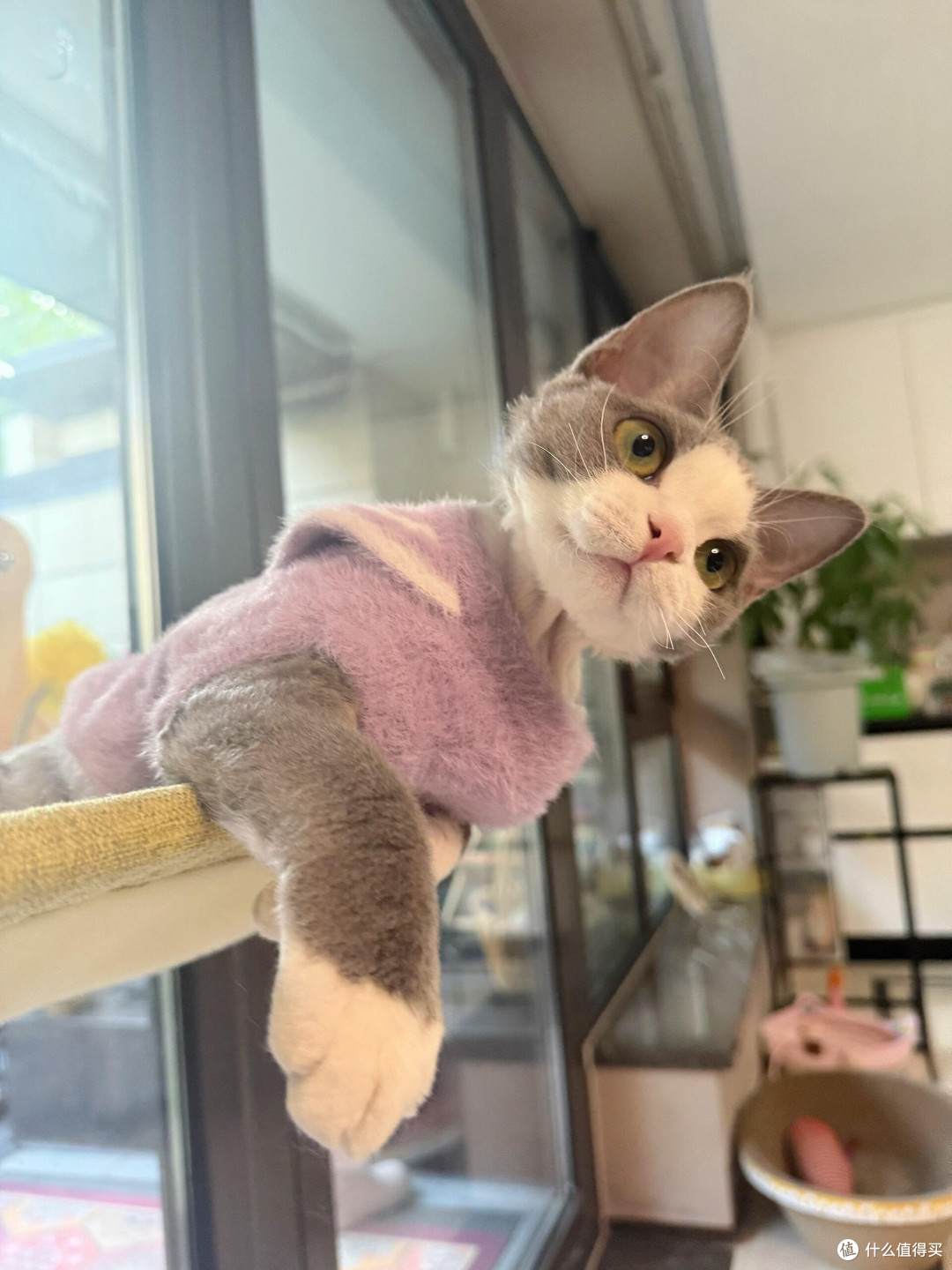 科学喂养守护猫咪健康