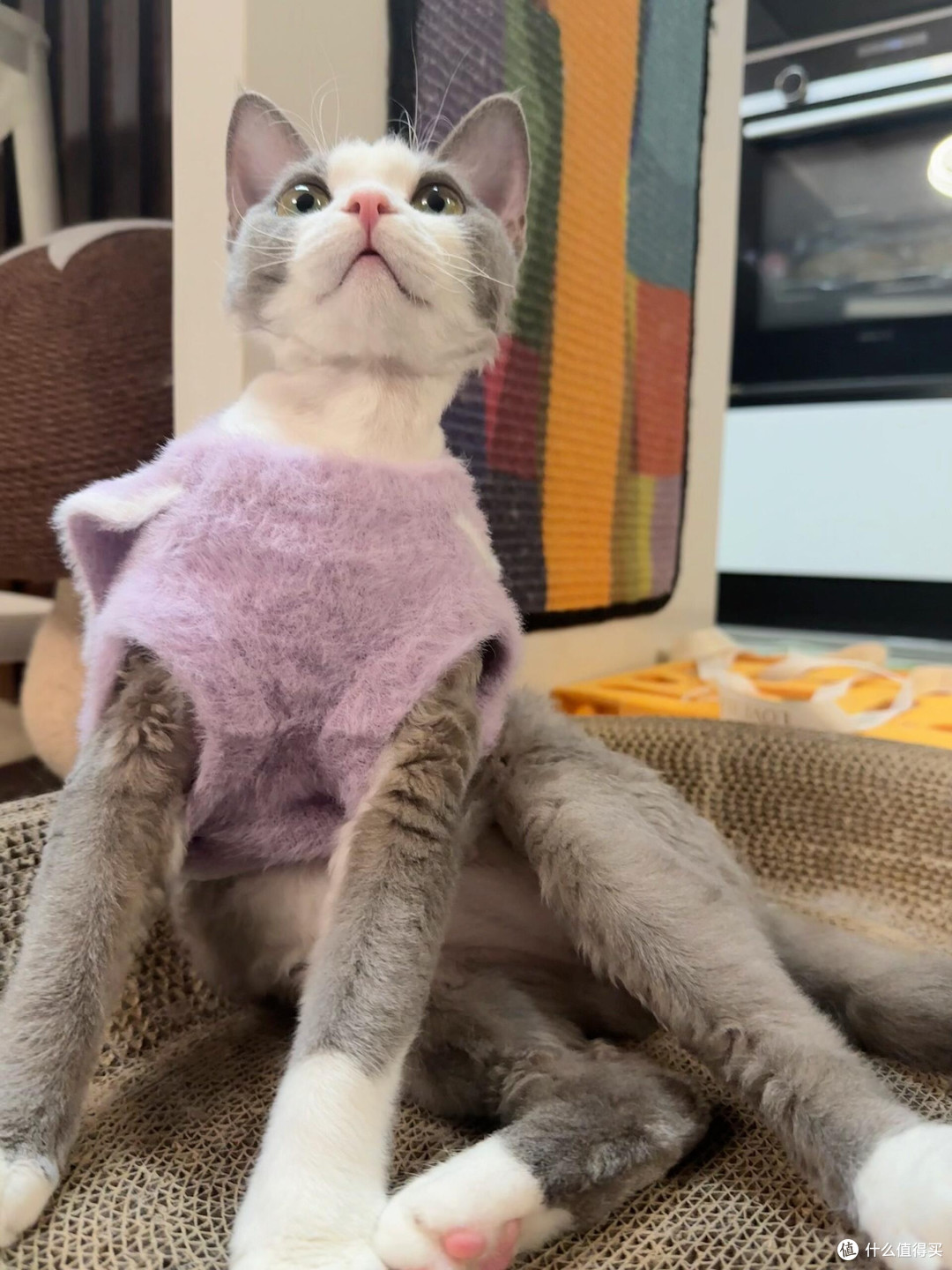 科学喂养守护猫咪健康