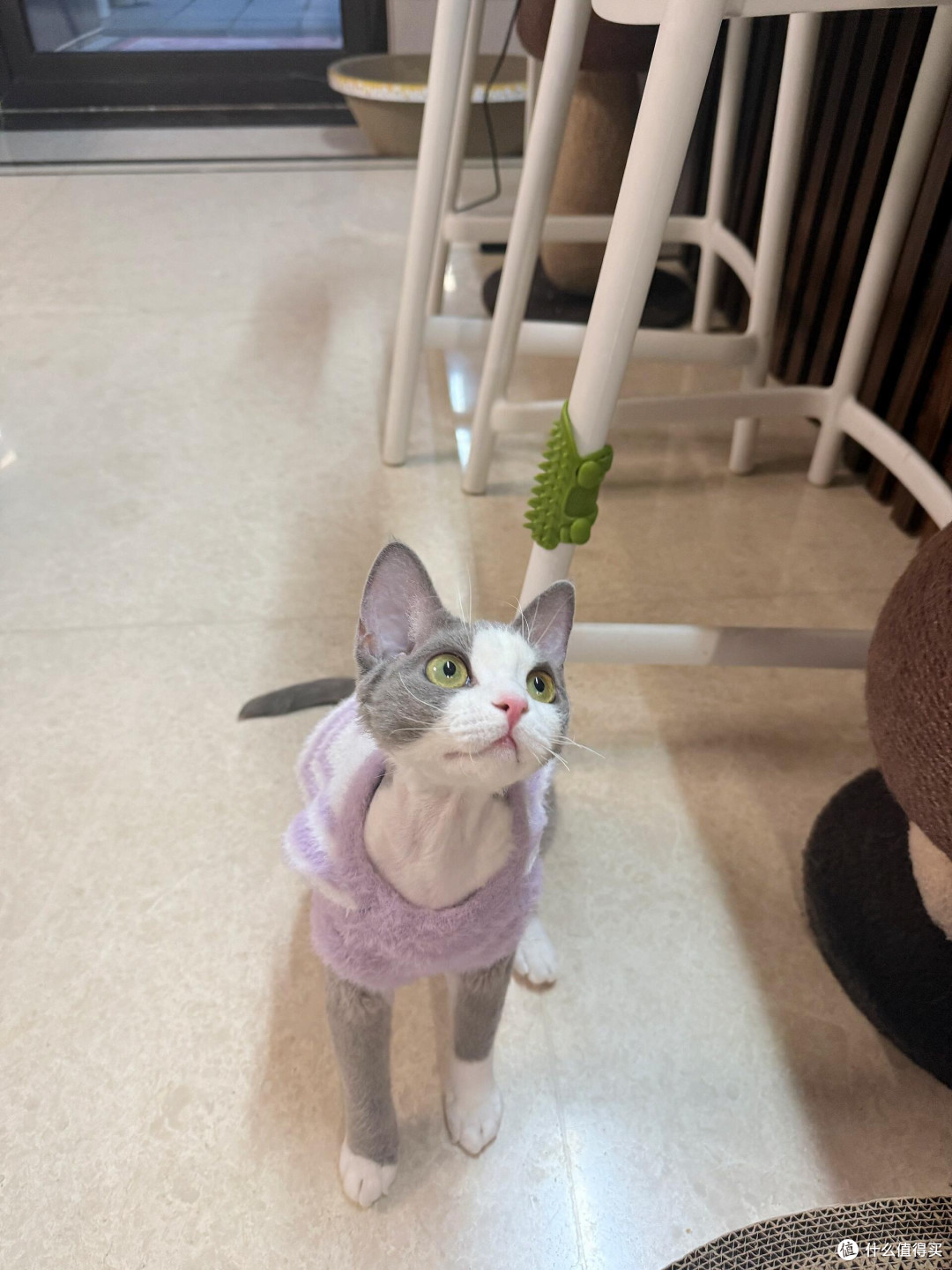科学喂养守护猫咪健康