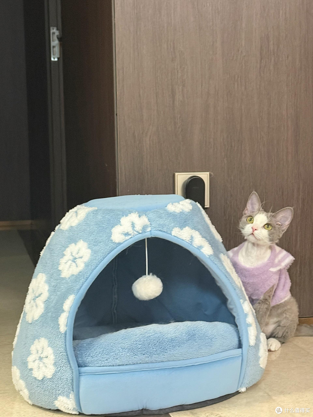 科学喂养守护猫咪健康