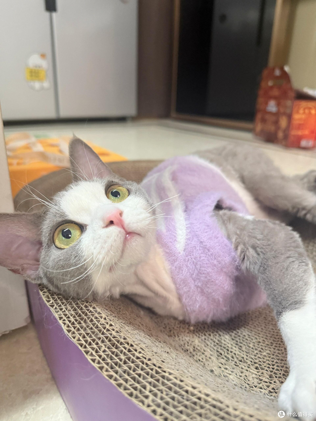 科学喂养守护猫咪健康
