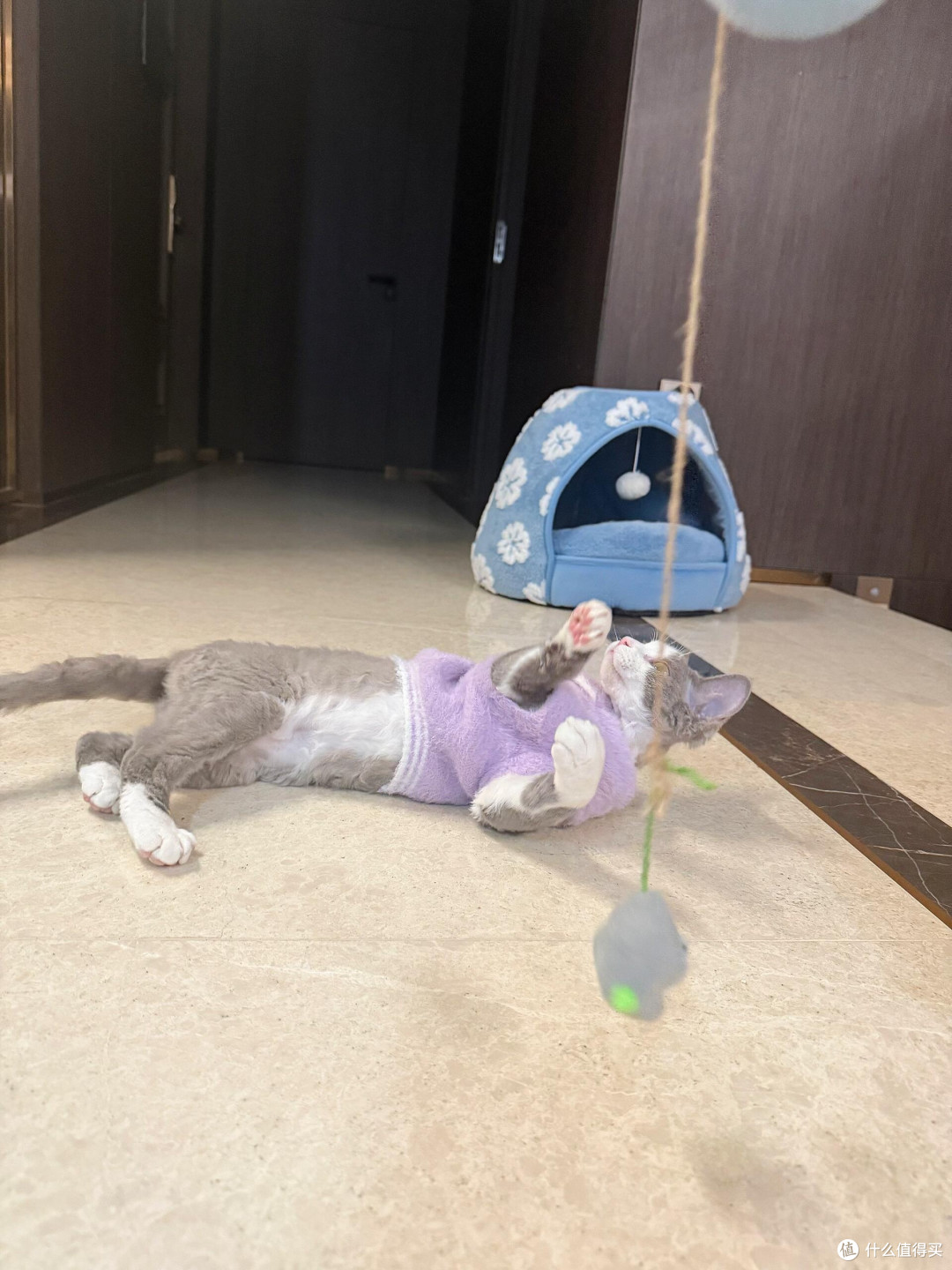 科学喂养提升猫咪健康