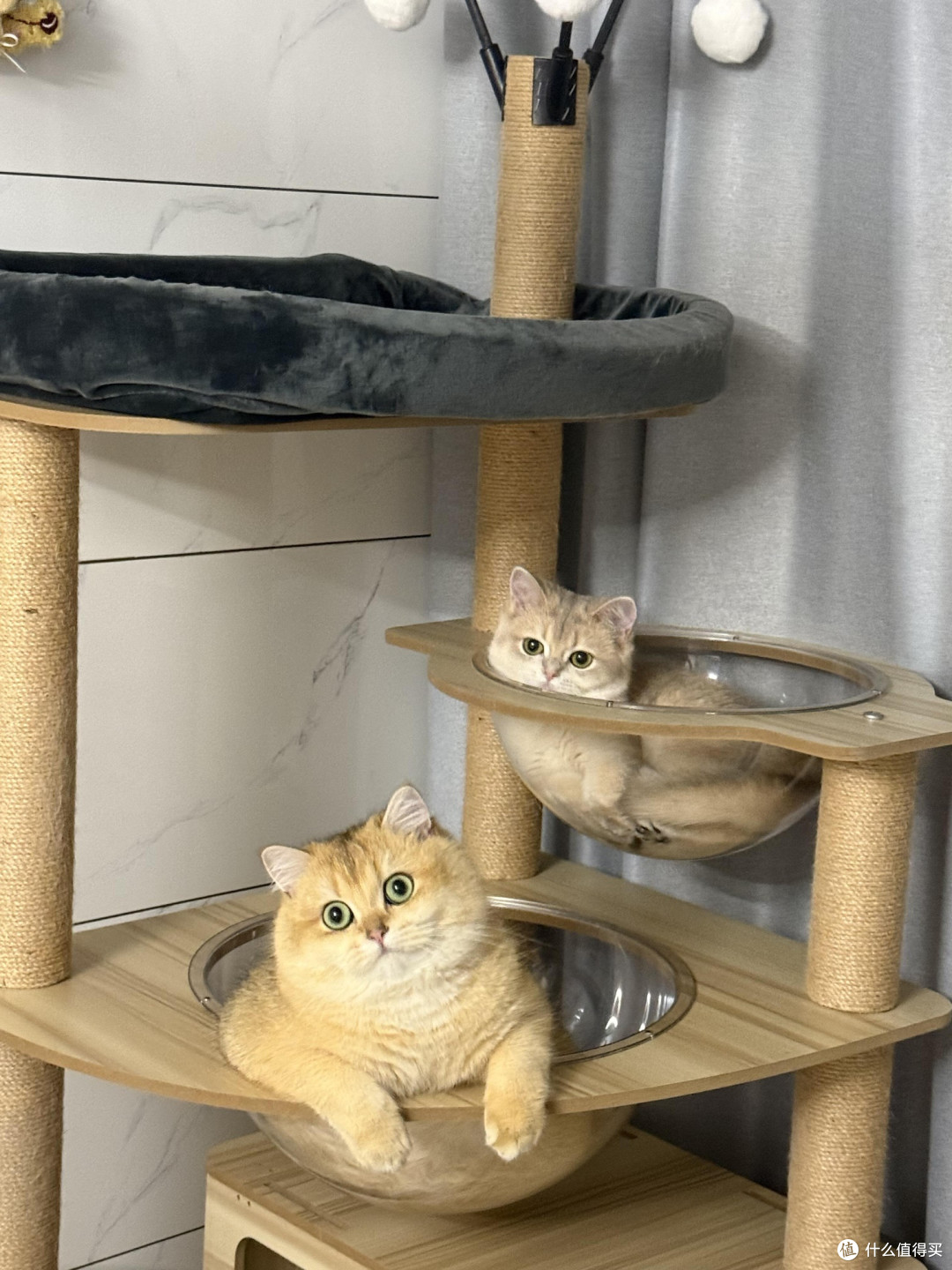 科学喂养守护猫咪健康