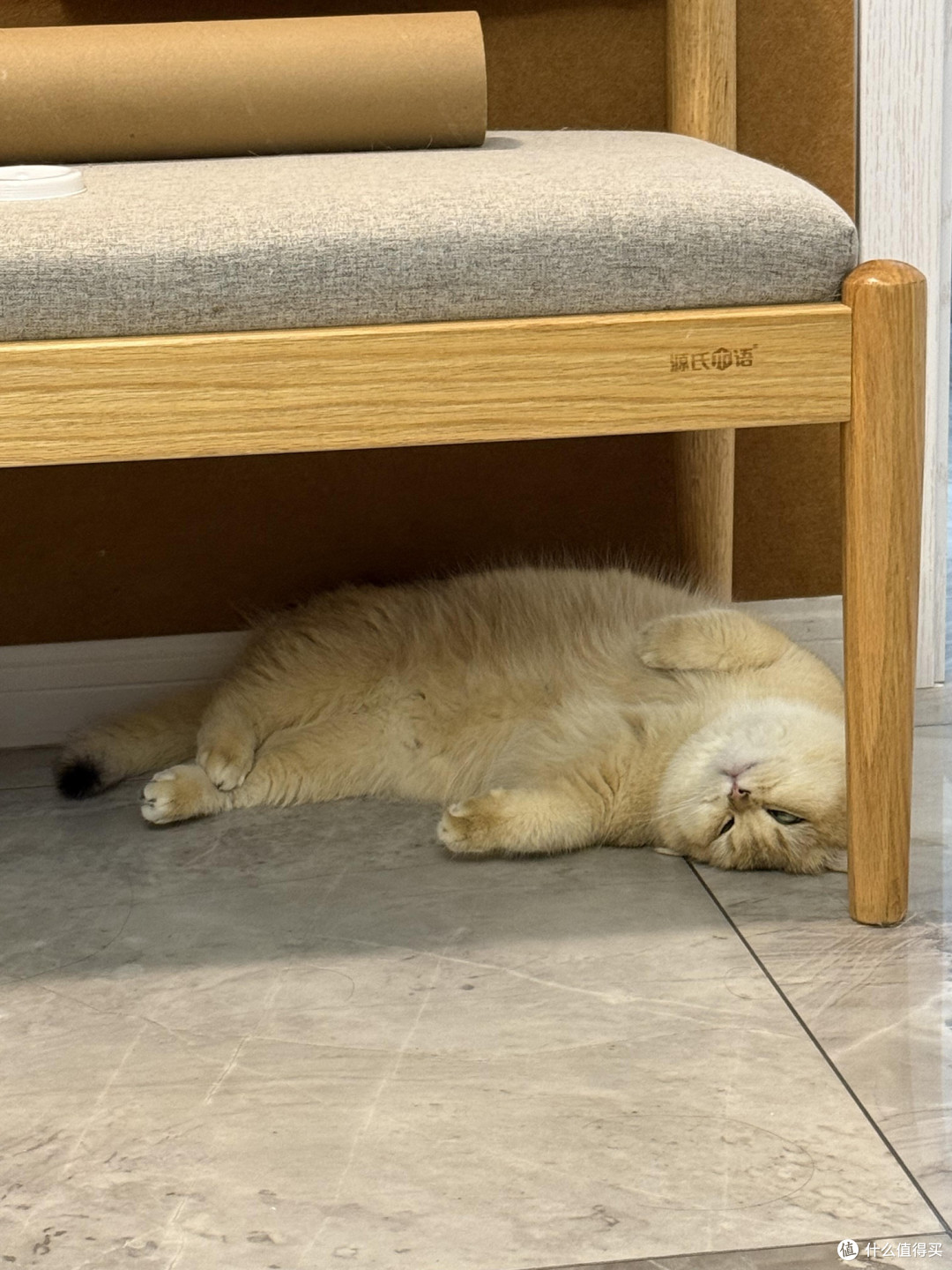 科学喂养守护猫咪健康
