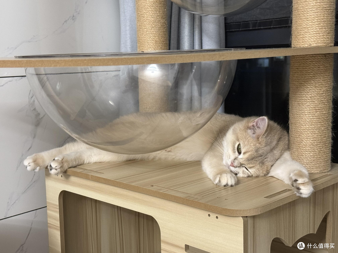 科学喂养守护猫咪健康