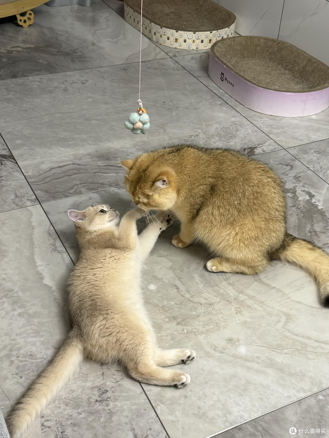 科学喂养守护猫咪健康