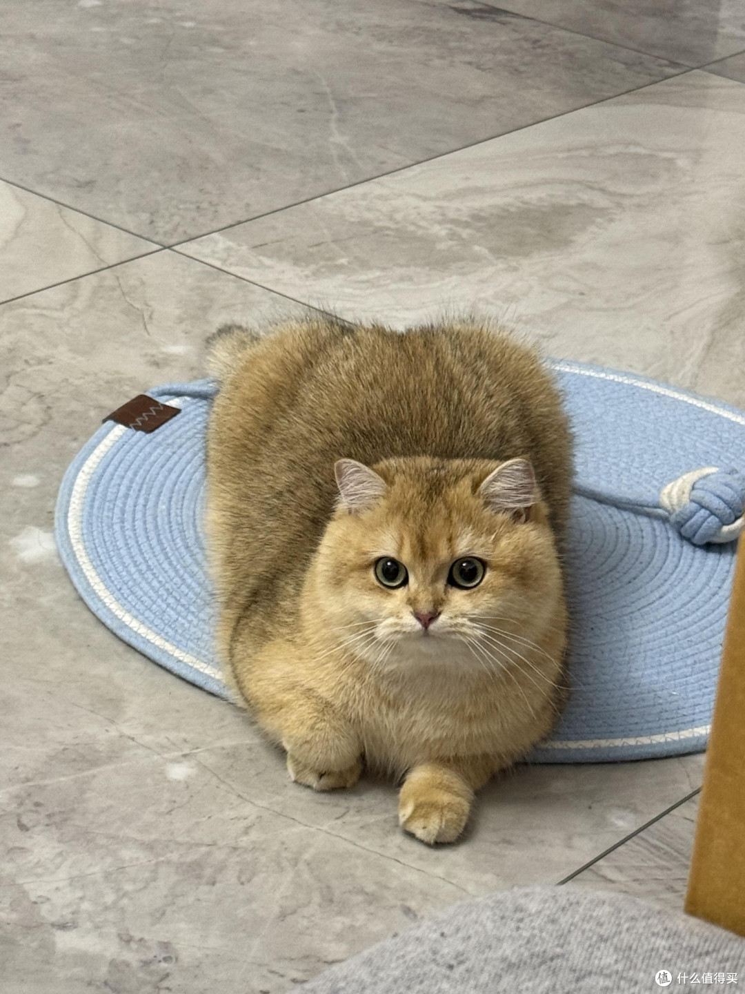 科学喂养守护猫咪健康