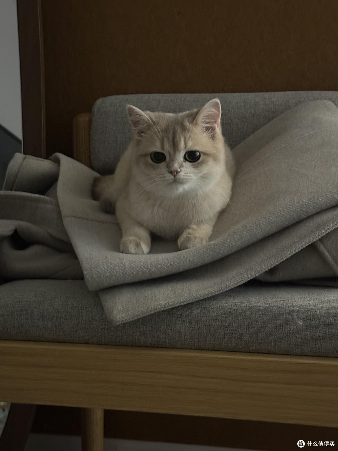 科学喂养守护猫咪健康