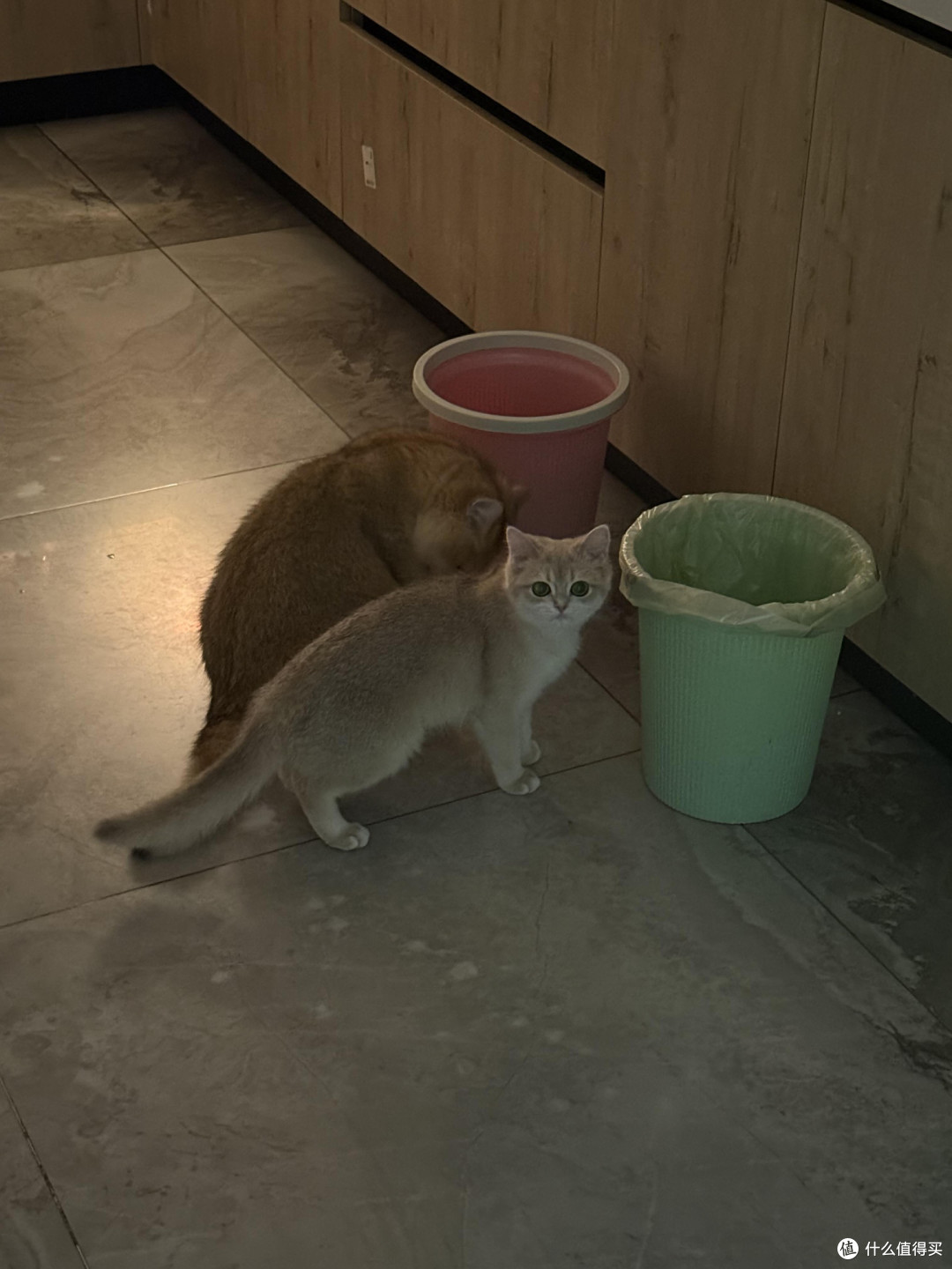 科学喂养守护猫咪健康