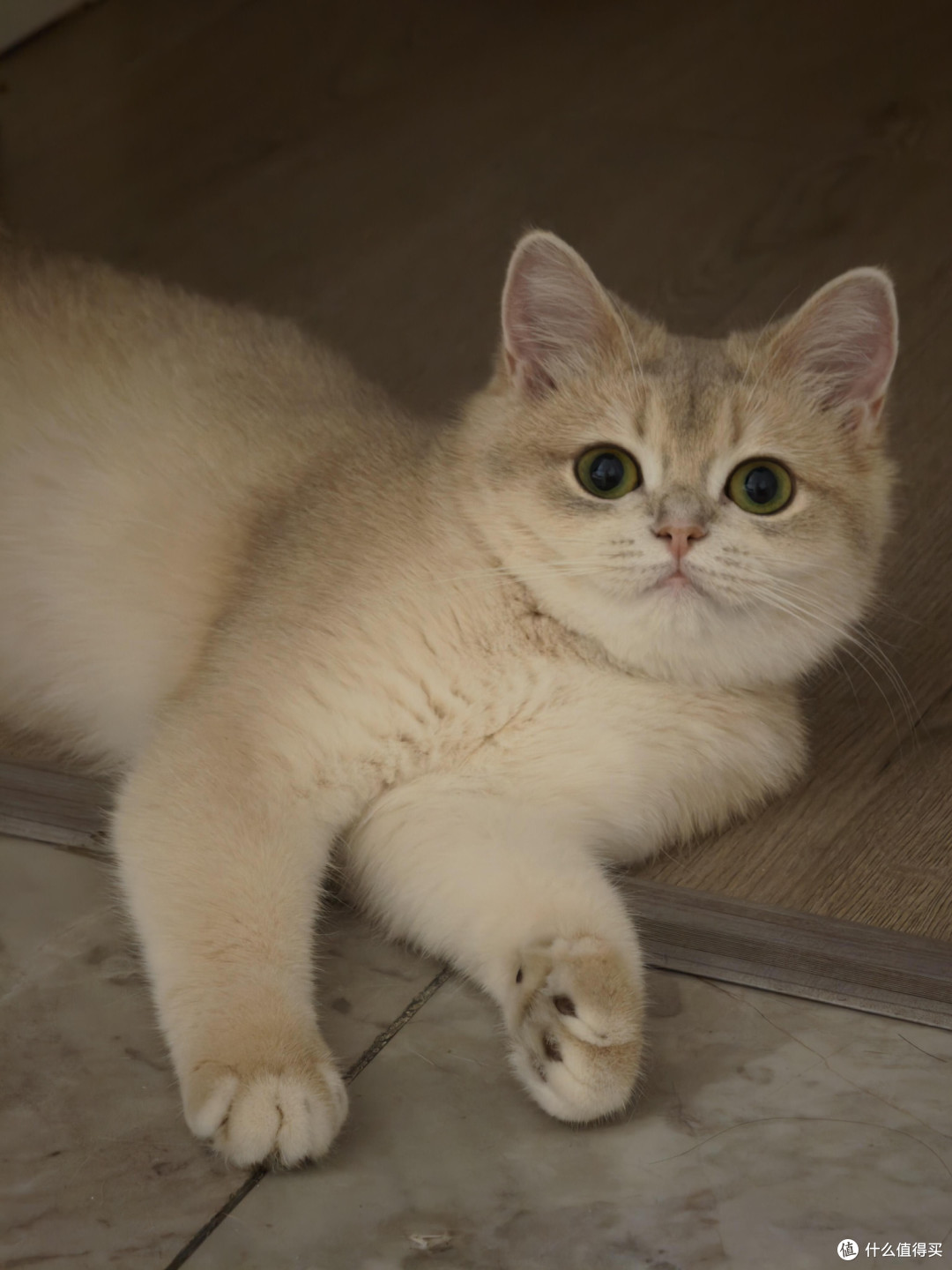 科学喂养守护猫咪健康