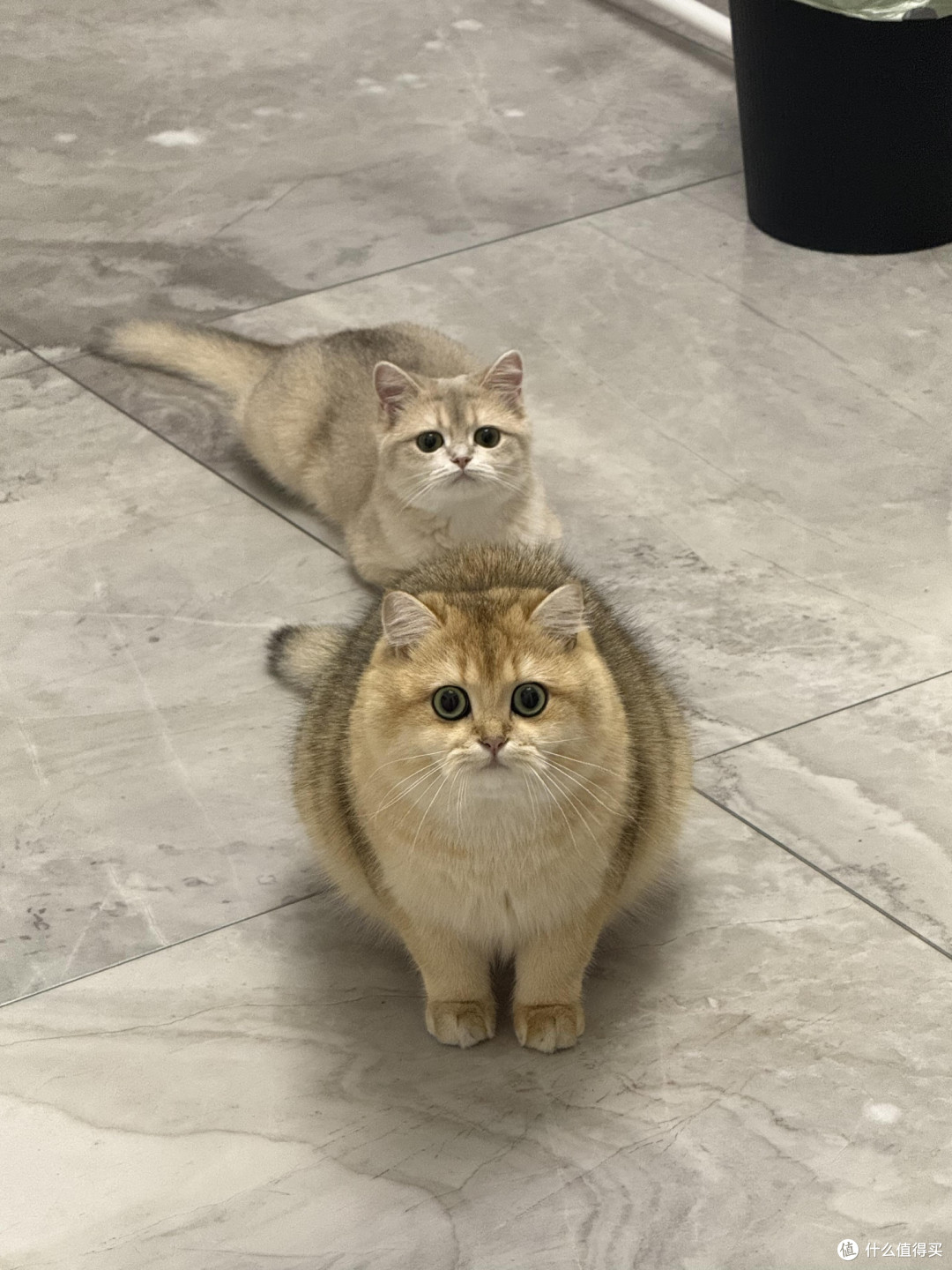 科学喂养守护猫咪健康