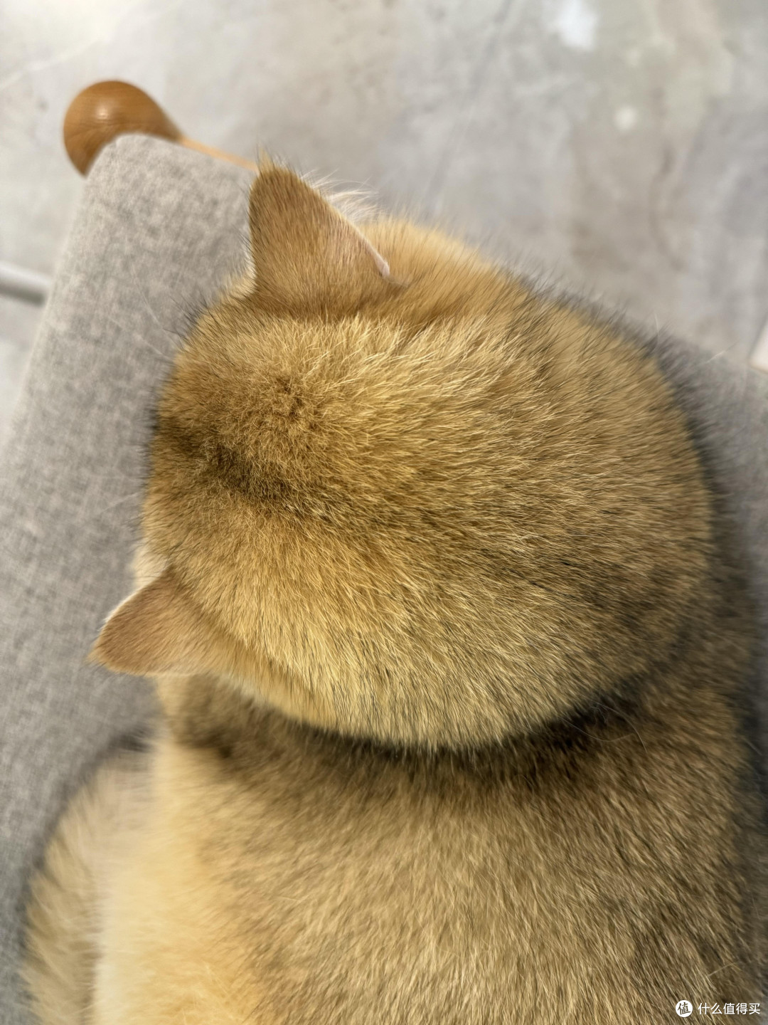 科学喂养守护猫咪健康
