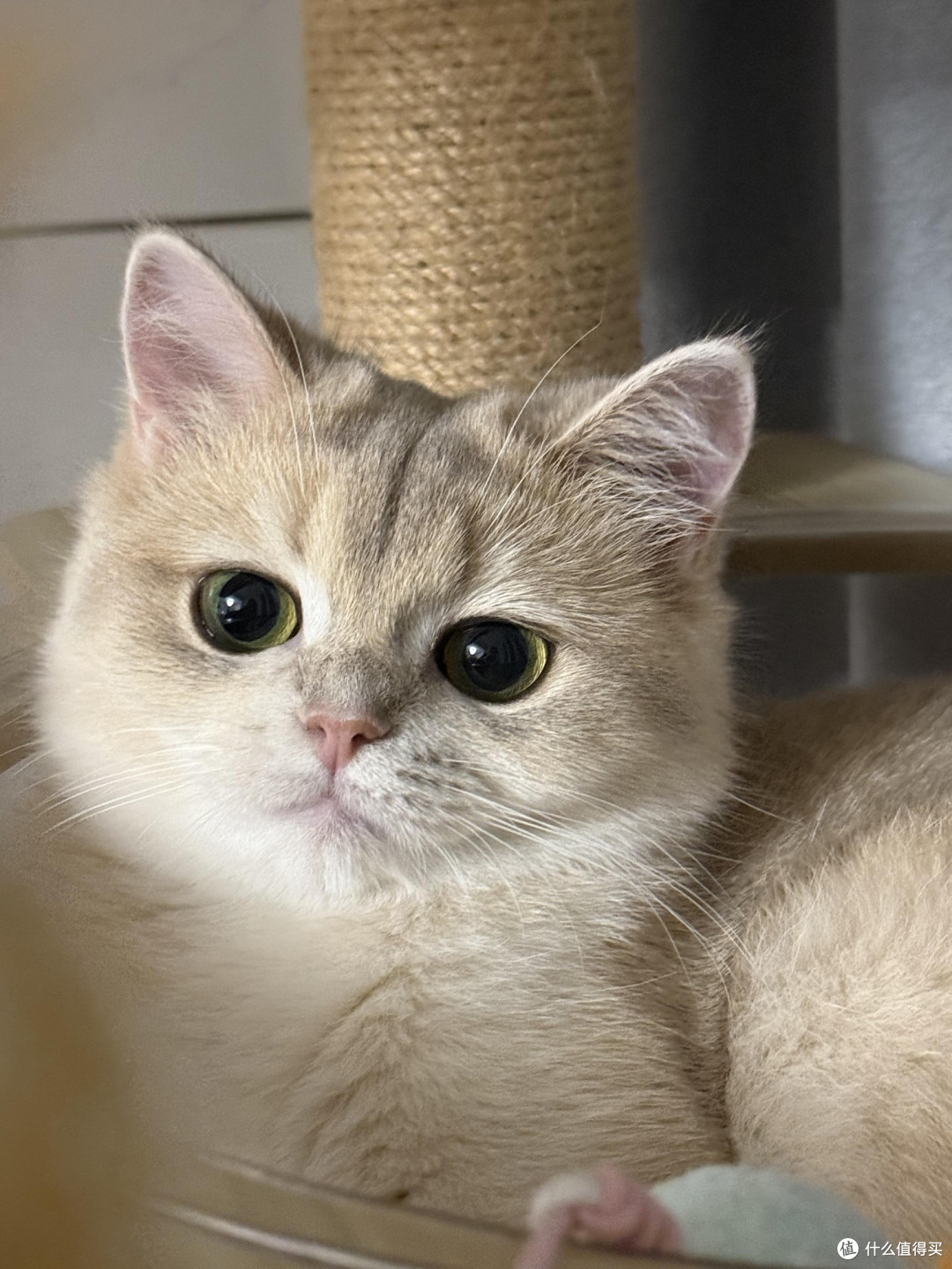 科学喂养守护猫咪健康
