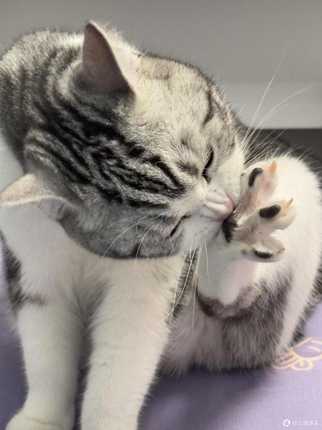 科学喂养守护猫咪健康
