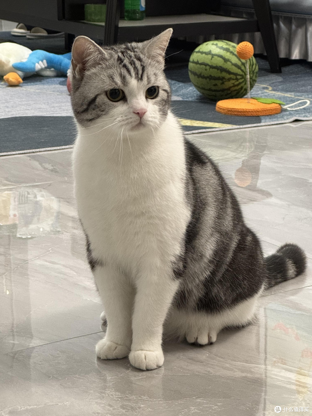 科学喂养守护猫咪健康