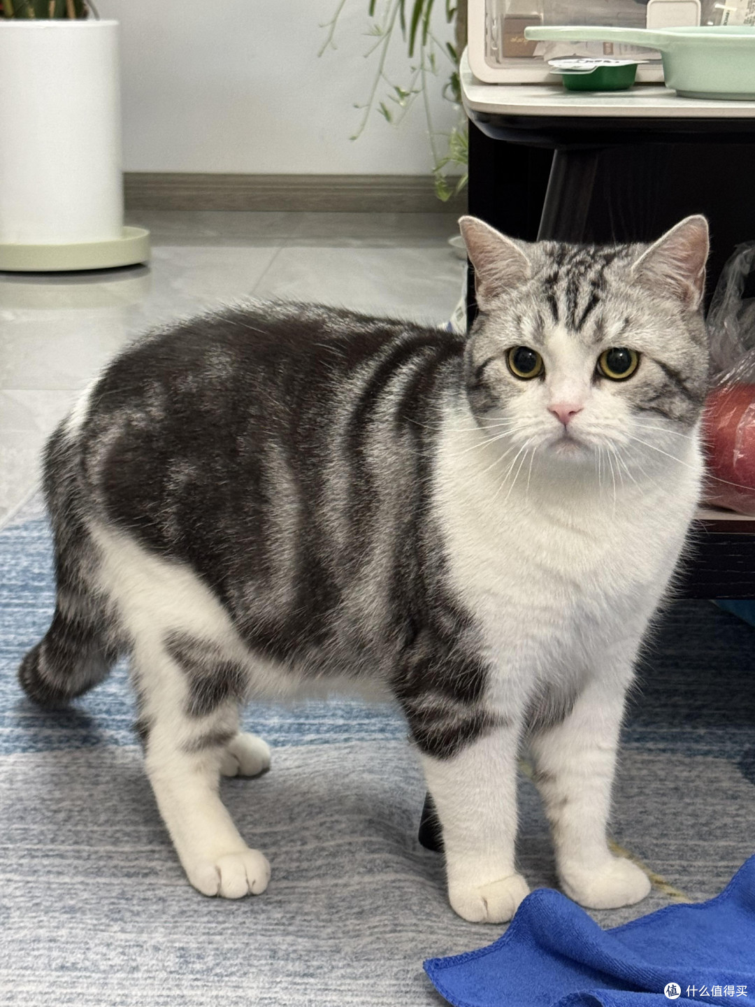 科学喂养守护猫咪健康