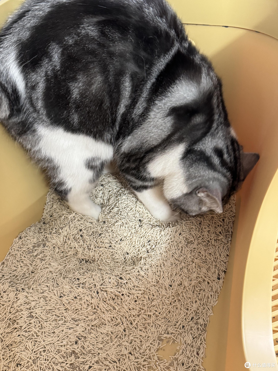 科学喂养守护猫咪健康