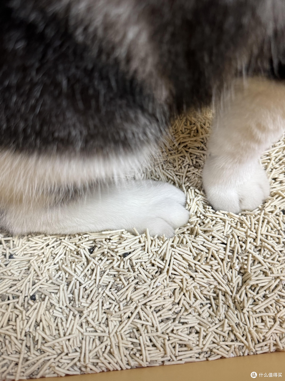 科学喂养守护猫咪健康