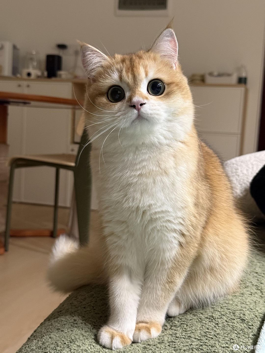科学喂养猫咪的核心逻辑