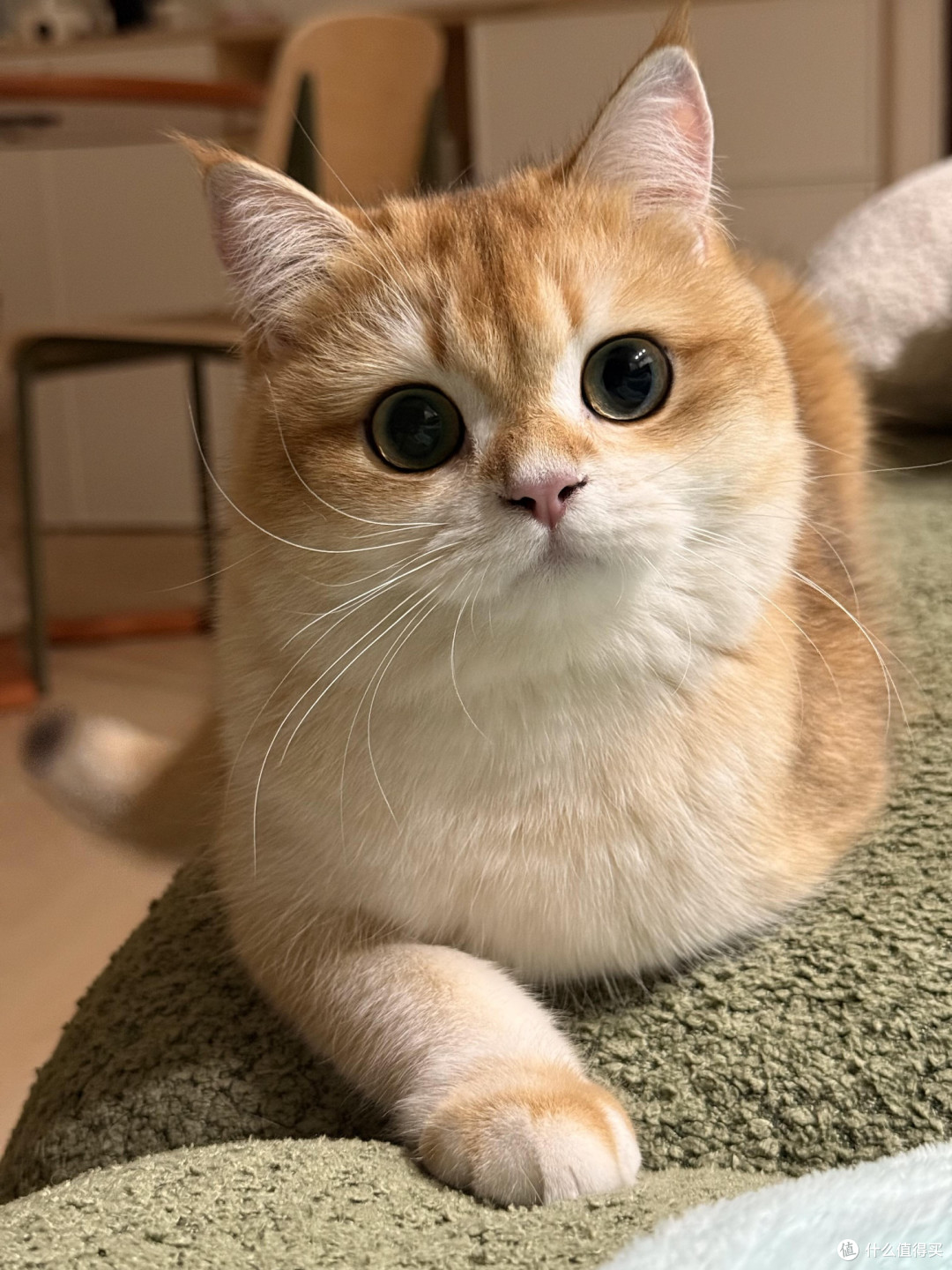 科学喂养猫咪的核心逻辑