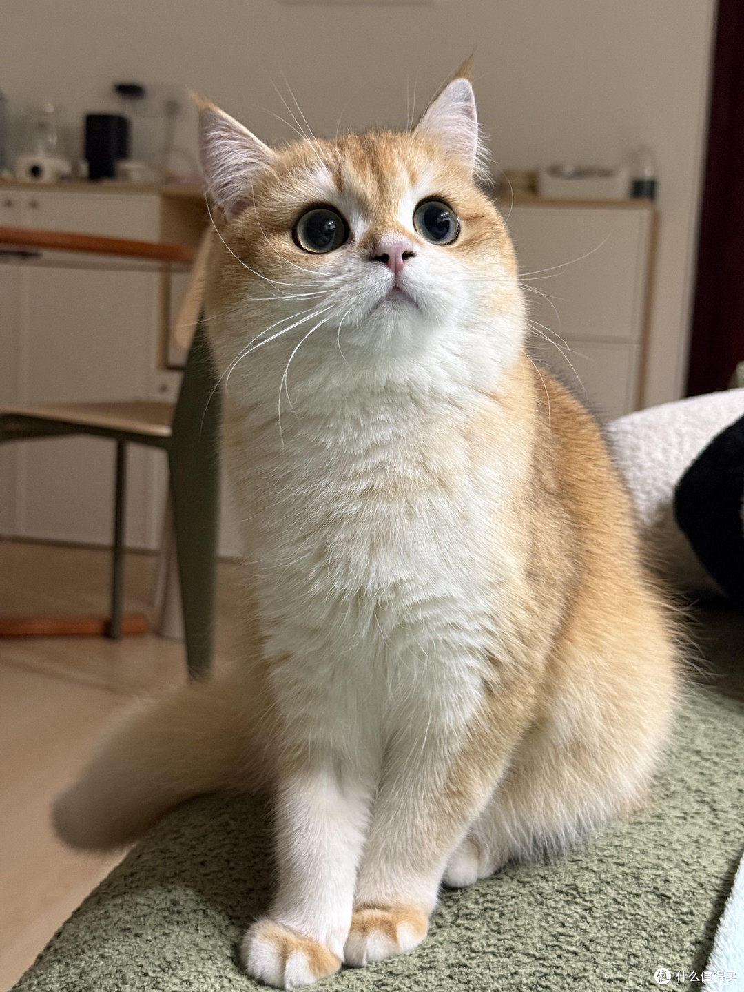 科学喂养猫咪的核心逻辑